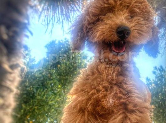 Asi̇lli̇ği̇ İle Görenleri̇ Kendi̇ne Hayran Eden Safkan Red Toy Poodle görsel