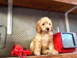 Safkan Apri̇cot Toy Poodle Prensleri̇mi̇z
