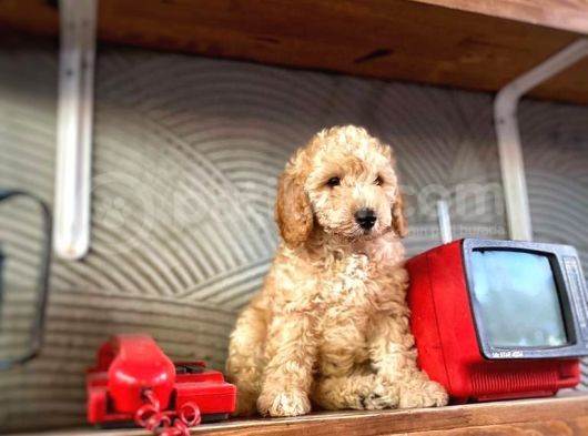 Safkan Apri̇cot Toy Poodle Prensleri̇mi̇z