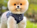 Teddy Face Boo Pomeranian Yavrular
