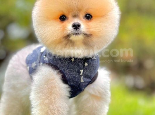 Teddy Face Boo Pomeranian Yavrular görsel