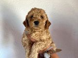 Safkan Apri̇cot Toy Poodle Prensleri̇mi̇z