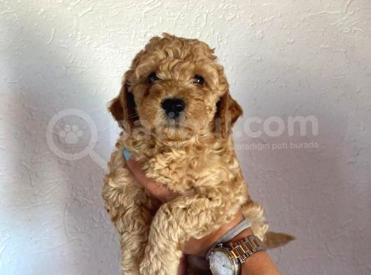 Safkan Apri̇cot Toy Poodle Prensleri̇mi̇z görsel