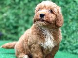 Asi̇lli̇ği̇ İle Görenleri̇ Kendi̇ne Hayran Eden Safkan Red Toy Poodle