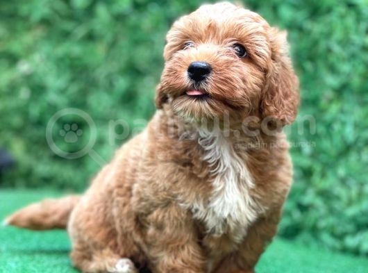 Asi̇lli̇ği̇ İle Görenleri̇ Kendi̇ne Hayran Eden Safkan Red Toy Poodle görsel