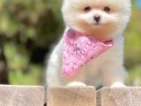 Teddy Face Boo Pomeranian Yavrular