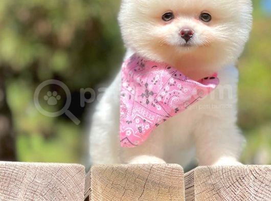 Teddy Face Boo Pomeranian Yavrular