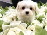 Mini Boy Maltese Yavrular
