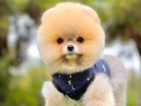 Teddy Face Boo Pomeranian Yavrular