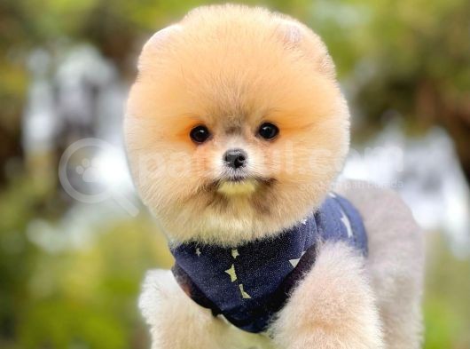 Teddy Face Boo Pomeranian Yavrular görsel