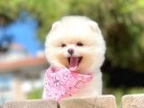 Teddy Face Boo Pomeranian Yavrular