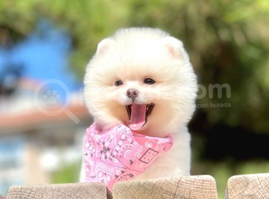 Teddy Face Boo Pomeranian Yavrular görsel