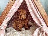 Red Brown Toy Poodle Yavrular