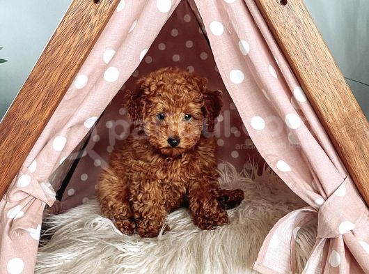 Red Brown Toy Poodle Yavrular