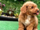 Asi̇lli̇ği̇ İle Görenleri̇ Kendi̇ne Hayran Eden Safkan Red Toy Poodle