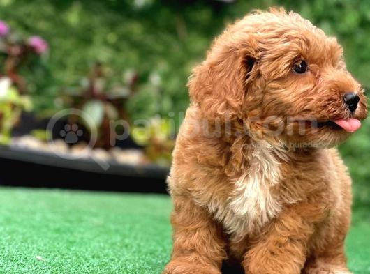 Asi̇lli̇ği̇ İle Görenleri̇ Kendi̇ne Hayran Eden Safkan Red Toy Poodle görsel