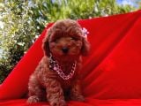Safkan Toy Poodle Yavrularımız
