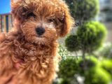 Asi̇lli̇ği̇ İle Görenleri̇ Kendi̇ne Hayran Eden Safkan Red Toy Poodle