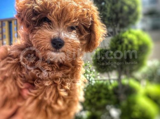 Asi̇lli̇ği̇ İle Görenleri̇ Kendi̇ne Hayran Eden Safkan Red Toy Poodle görsel