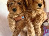 Safkan Apri̇cot Toy Poodle Prensleri̇mi̇z