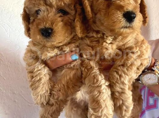 Safkan Apri̇cot Toy Poodle Prensleri̇mi̇z görsel