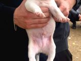 A Şecereli Amstaff Yavrular (Heryere Gönderim Var)