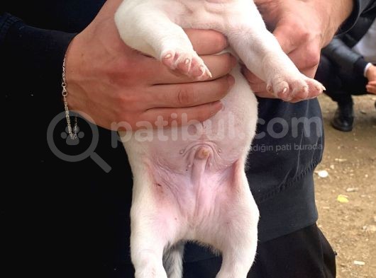 A Şecereli Amstaff Yavrular (Heryere Gönderim Var) görsel