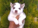 Husky Yavru