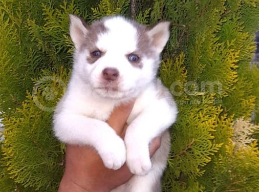 Husky Yavru görsel