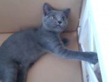 Yavru British Shorthair