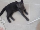 Yavru British Shorthair