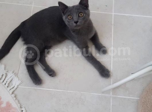 Yavru British Shorthair