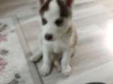Husky Yavru