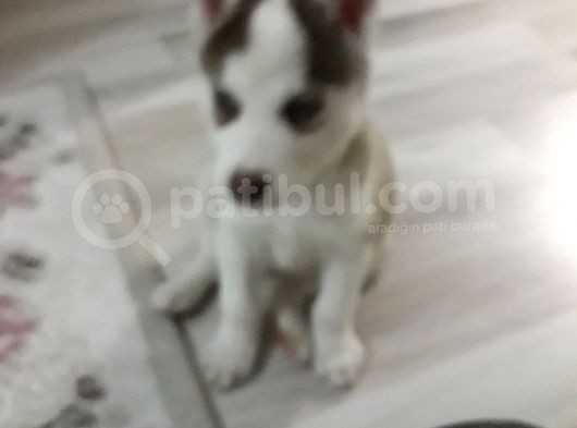 Husky Yavru