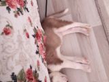 Husky Yavru
