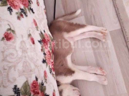 Husky Yavru görsel