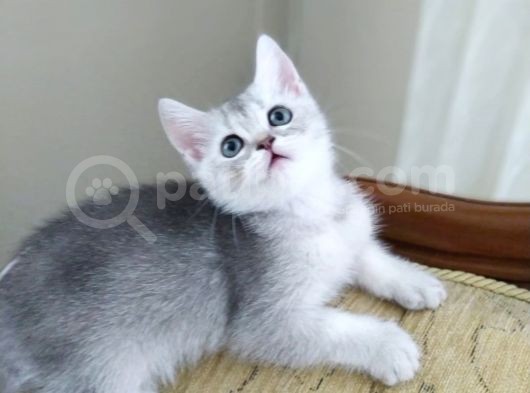 Silver British Shorthair Bebekleri̇mi̇z