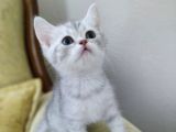 Silver British Shorthair Bebekleri̇mi̇z