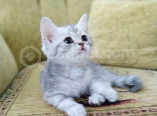 Silver British Shorthair Bebekleri̇mi̇z görsel