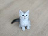 Silver British Shorthair Bebekleri̇mi̇z
