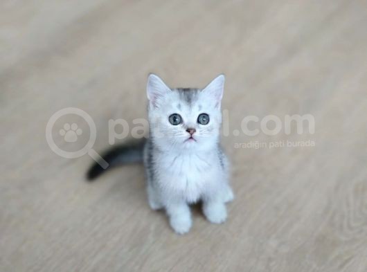 Silver British Shorthair Bebekleri̇mi̇z görsel