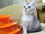 Silver British Shorthair Bebekleri̇mi̇z