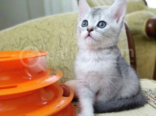 Silver British Shorthair Bebekleri̇mi̇z görsel