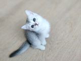 Silver British Shorthair Bebekleri̇mi̇z