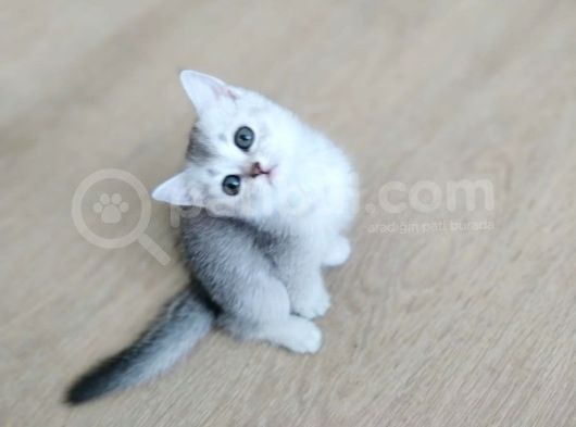 Silver British Shorthair Bebekleri̇mi̇z görsel
