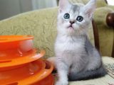 Silver British Shorthair Bebekleri̇mi̇z