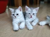Silver British Shorthair Bebekleri̇mi̇z
