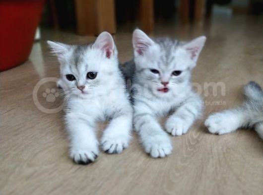 Silver British Shorthair Bebekleri̇mi̇z görsel