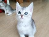 Silver British Shorthair Bebekleri̇mi̇z