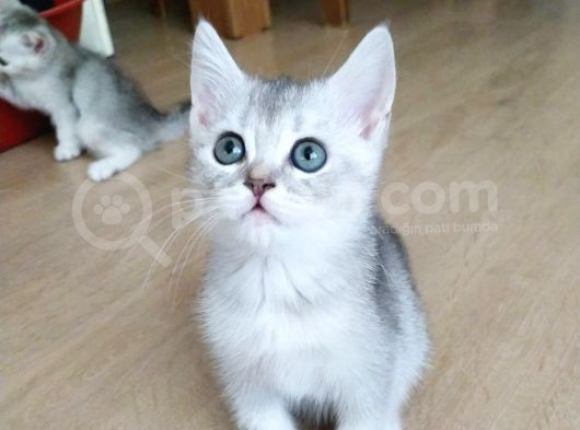 Silver British Shorthair Bebekleri̇mi̇z görsel
